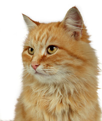 red cat on a white background