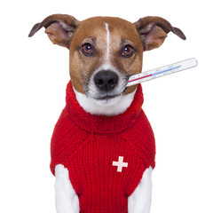 sick dog