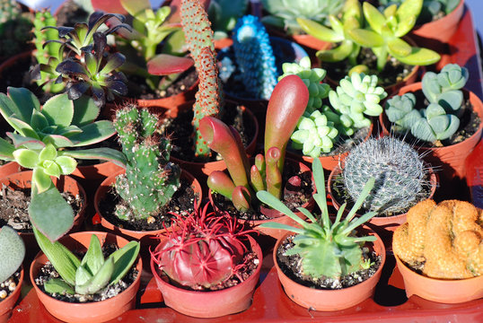 VARIAS ESPECIES DE CACTUS, VARIEDAD, ESPECIES