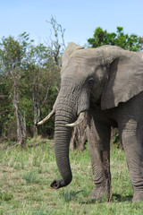 Fototapeta na wymiar Słonie fotografowane z domku