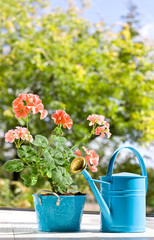 Цветущая розовая герань в синем горшке и лейка на фоне листвы