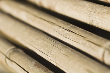 Close-up of dry bamboos