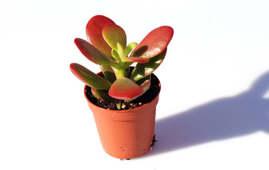 PLANTAS CRASAS, PEQUEÑAS, EN MACETA