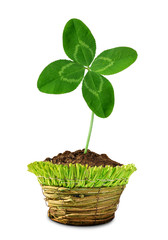 Clover quarterfoil growing in pot