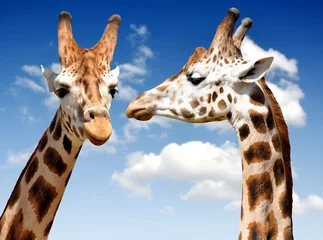 Crédence de cuisine en verre imprimé Girafe deux girafes
