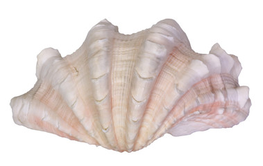 Close-up of a sea shell