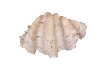 Fototapeta na wymiar Close-up of a sea shell