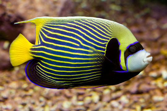 Kaiserfisch