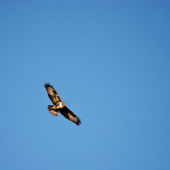 Bussard im Flug