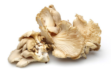 Oyster mushrooms - obrazy, fototapety, plakaty