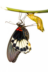 Female great mormon butterfly