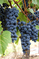 Fototapeta premium Vineyard