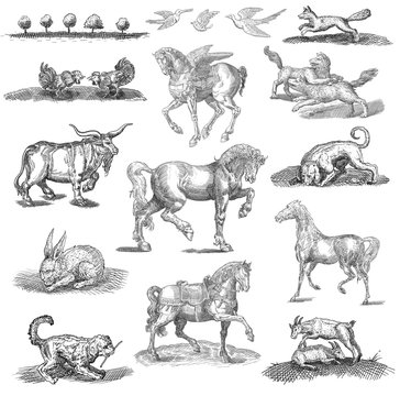 Animals  set illustration