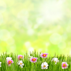 Fototapeta na wymiar Frühlingswiese mit Blumen