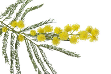 Twig of mimosa
