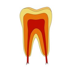 tooth illustration