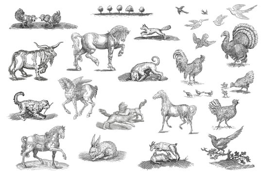Animals  set illustration