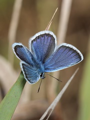 Fototapeta premium gossamer-winged butterfly. macro