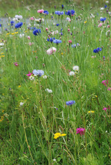 Field of flowers