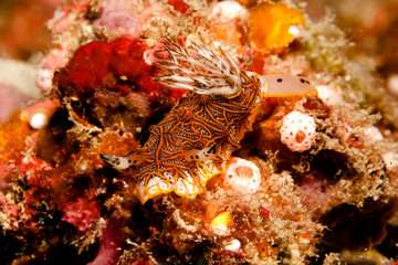 Bizzarre Sch&ouml;nheit