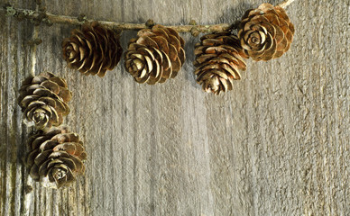 Larch tree cone background