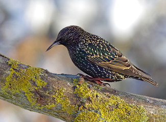 Common starling