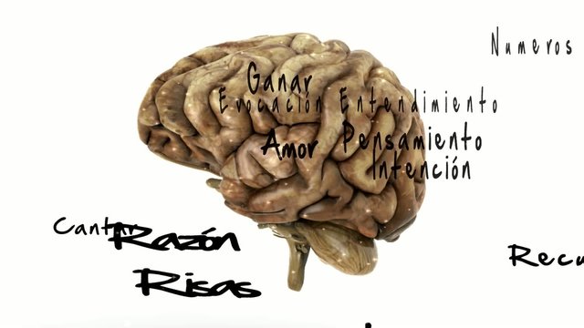 Cerebro y pensamiento
