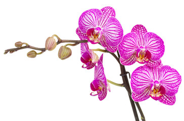 Obraz premium orchid flowers branch
