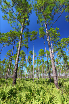 Pine Flatwoods - Florida