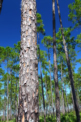 Pine Flatwoods - Florida