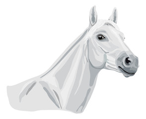 Obraz na płótnie Canvas Biały Arabian Horse - studium głowy