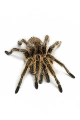 Chilean rose tarantula