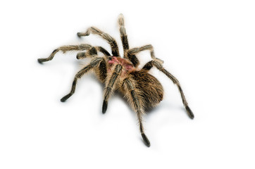 Chilean rose tarantula