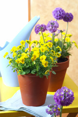 Beautiful pansies and primrose in the interior - obrazy, fototapety, plakaty
