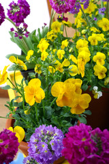 Beautiful pansies and primrose on the terrace - obrazy, fototapety, plakaty