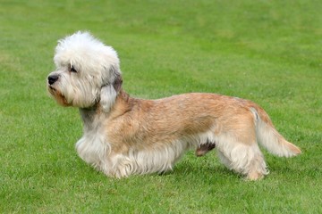 The funny Dandie Dinmont Terrier on the green grass