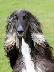 The portrait of Afghan Hound