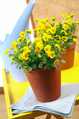 Beautiful yellow pansies in the interior - obrazy, fototapety, plakaty