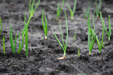 Young sprouts of onions