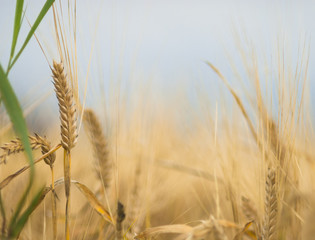 Fototapeta premium Colorful closeup of ripe barley ear on overcast autumn day.