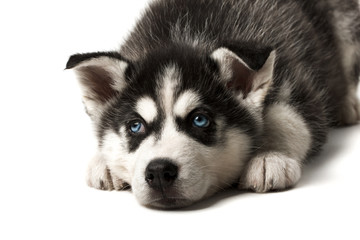 Adorable black and white with blue sleepy eyes Husky puppy lying