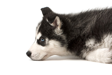 Adorable husky puppy lying on its side. Isolated on white  © viktoriagavril