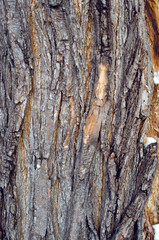 Bark background texture