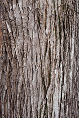 Obraz premium Bark background texture