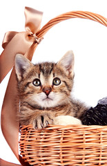 Fototapeta na wymiar Striped kitten in a basket