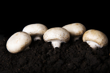 Edible button mushroom