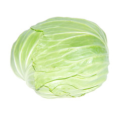 Fototapeta premium cabbage