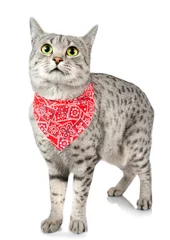 Wall murals Red, black, white Cute Spotted Cat with Bandana