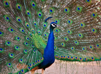 Naklejka premium A Beautiful Male Peacock Displays his Plumage