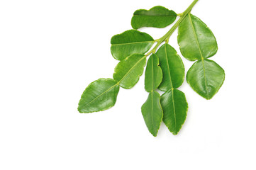 Kaffir lime leaves on white background
